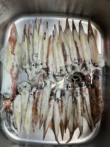 ヤリイカの釣果