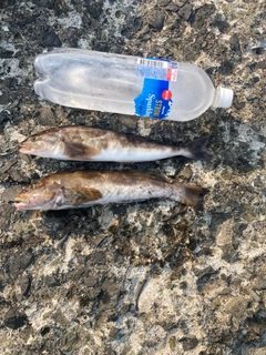 アイナメの釣果