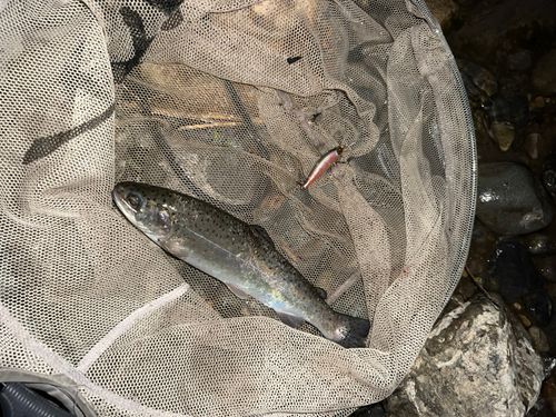 ニジマスの釣果
