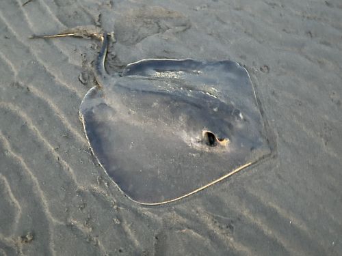 アカエイの釣果