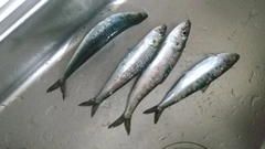 マイワシの釣果