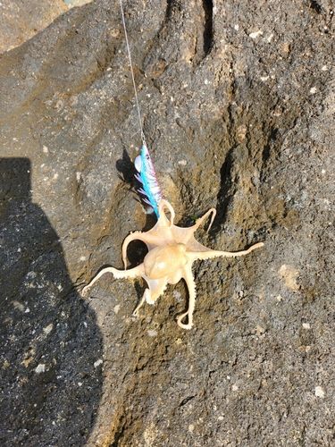 タコの釣果