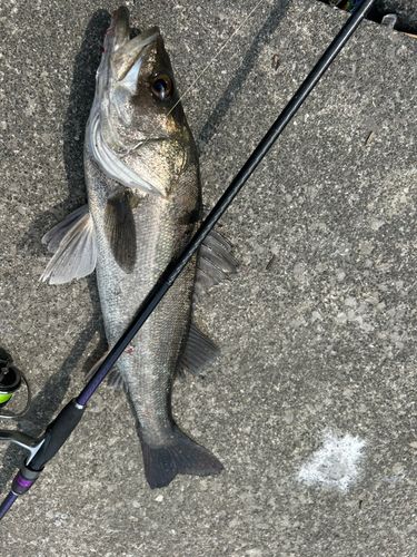 タイリクスズキの釣果