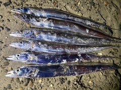 タチウオの釣果