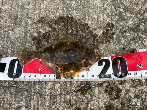 カレイの釣果