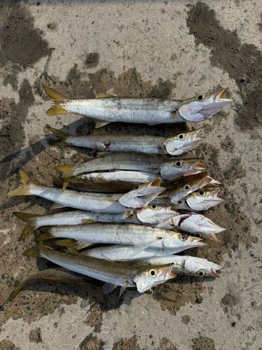 アカカマスの釣果