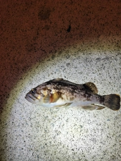 クロソイの釣果