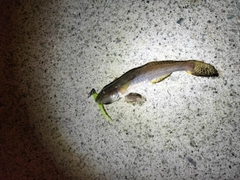 マハゼの釣果