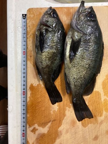 シロメバルの釣果