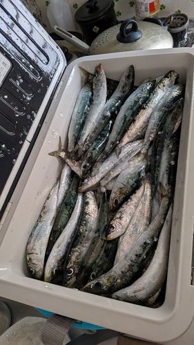 イワシの釣果