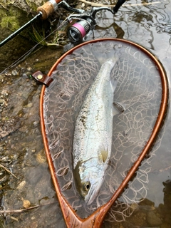 ヤマメの釣果