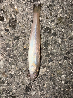 シロギスの釣果