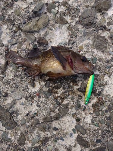 エゾメバルの釣果