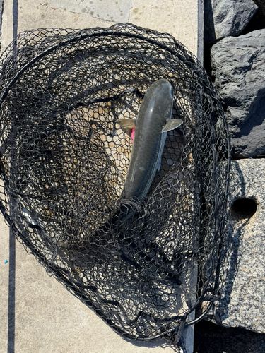 ボラの釣果