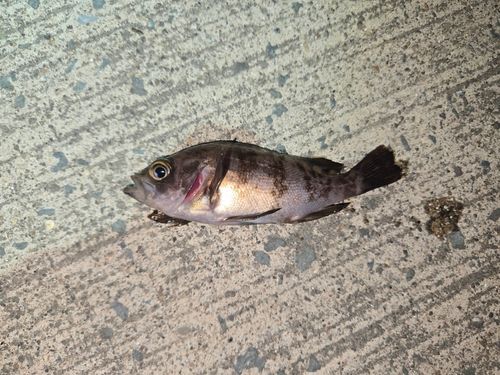 メバルの釣果