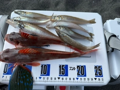 シロギスの釣果