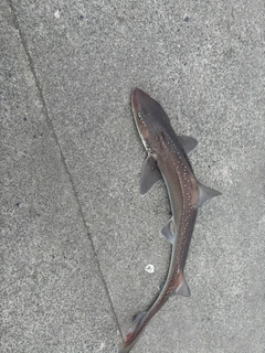 ホシザメの釣果