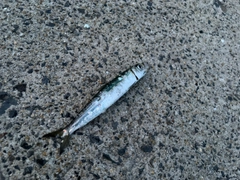 ウルメイワシの釣果