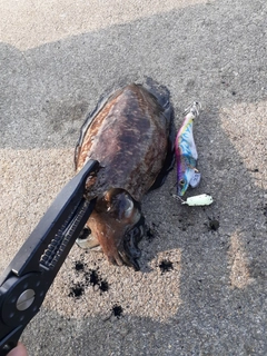 コウイカの釣果