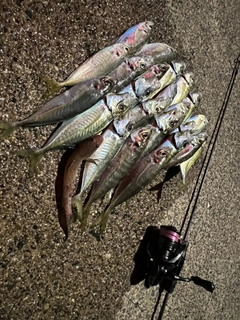 マアジの釣果