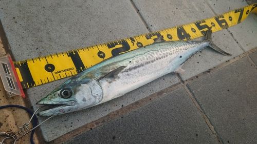 サゴシの釣果