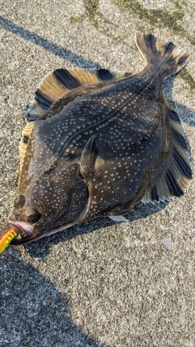 カワガレイの釣果