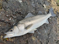 マルスズキの釣果