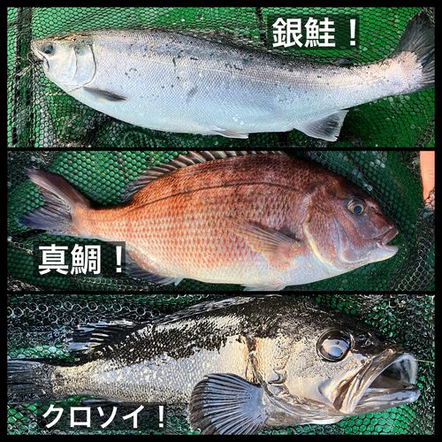 ギンザケの釣果