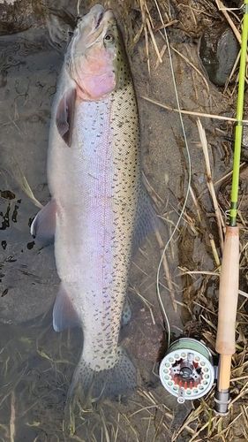 ニジマスの釣果
