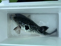 トラフグの釣果