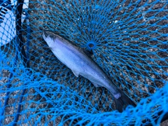 ヒメマスの釣果
