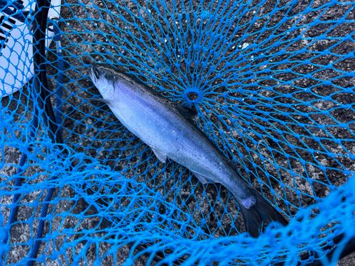 ヒメマスの釣果