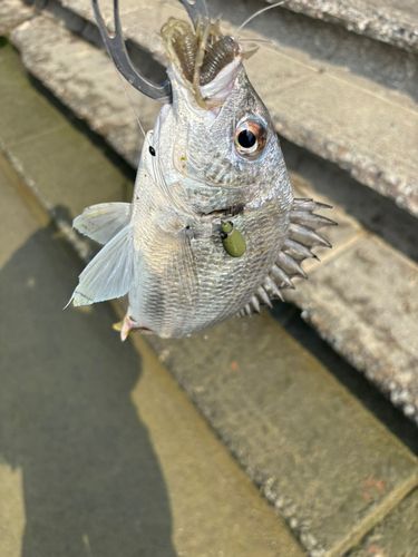 キビレの釣果