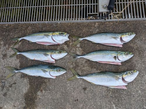 フクラギの釣果