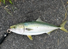 ブリの釣果