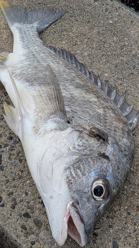キビレの釣果