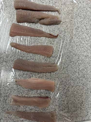 サゴシの釣果