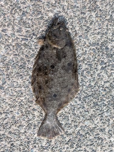 ヒラメの釣果