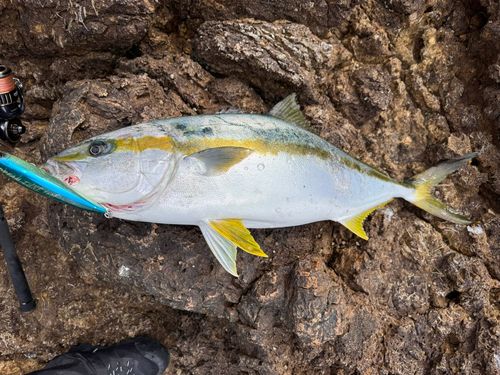 ヒラマサの釣果