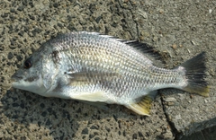 キビレの釣果