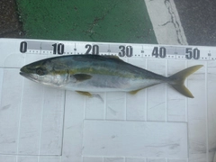 イナダの釣果