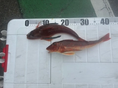 ホウボウの釣果