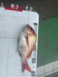 マダイの釣果