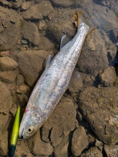 ヤマメの釣果