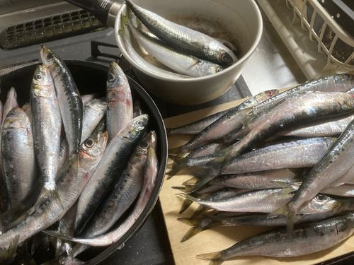 イワシの釣果