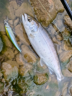 ヤマメの釣果