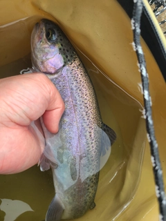 サクラマスの釣果