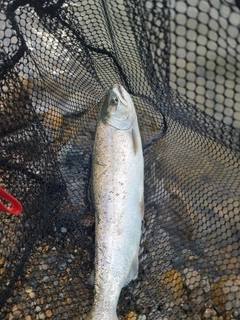 サクラマスの釣果