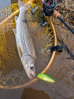 アメマスの釣果