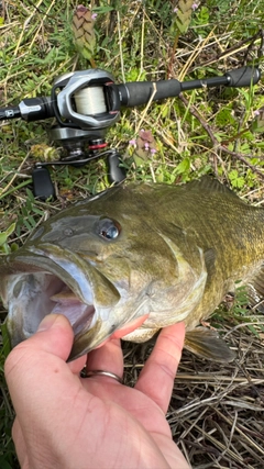 スモールマウスバスの釣果
